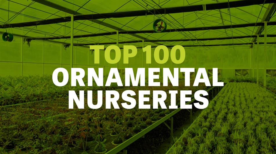 Women working in plant nursery